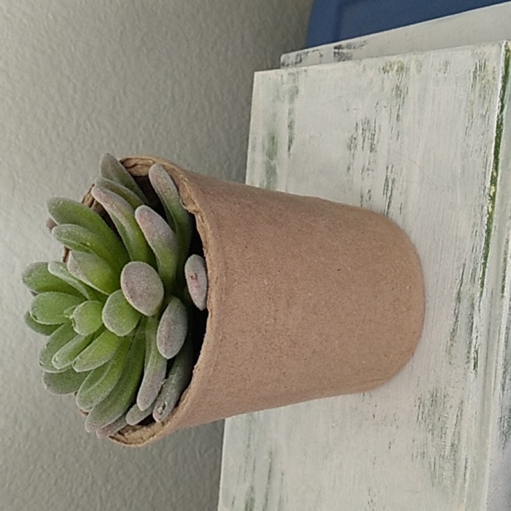 Succulent in a ceramic pot - Picture 6 of 9